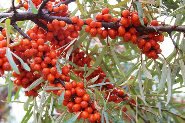 Ramo con bacche arancioni di olivello spinoso . — Foto Stock