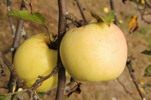 Gelbe antonovka-Äpfel auf Apfelbaumzweig. — Stockfoto