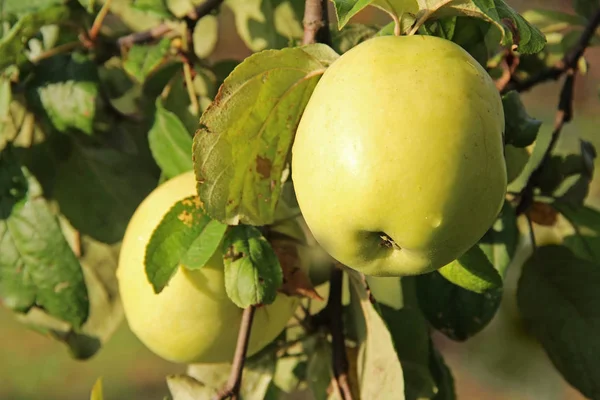 Gele Antonovka appels op de vertakking van de beslissingsstructuur van apple. — Stockfoto