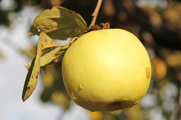 Gele Antonovka apple op de vertakking van de beslissingsstructuur van apple. — Stockfoto