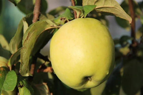 Sarı Antonovka elma elma ağacı dalı. — Stok fotoğraf