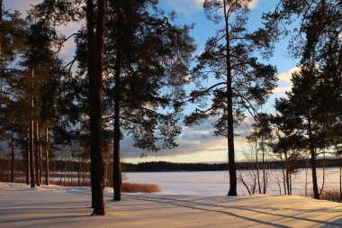 Gün batımında kış orman ile Noel arka plan.