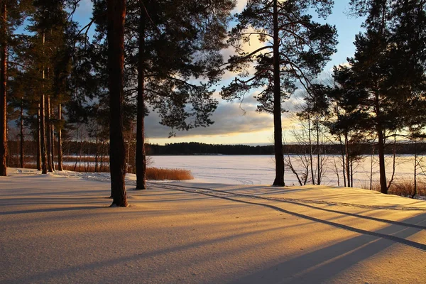 Kerstmis achtergrond met winter forest bij zonsondergang. — Stockfoto