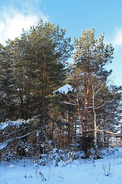 Beau paysage hivernal. Forêt d'hiver par une journée ensoleillée . — Photo