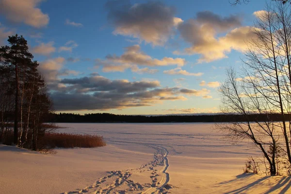 Kerstmis achtergrond met winter forest bij zonsondergang. — Stockfoto