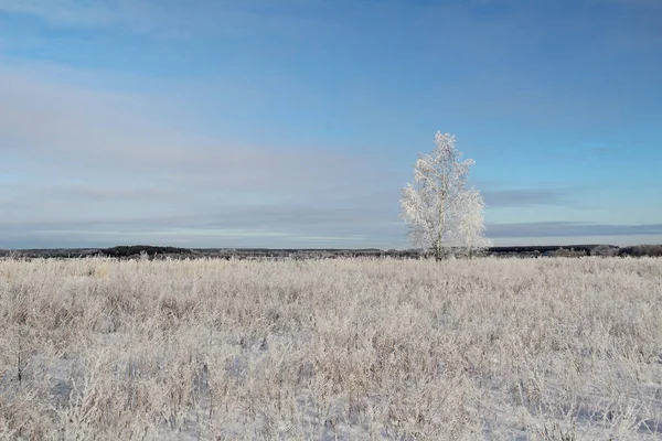 Een bevroren berken boom op winter veld en de blauwe hemel. — Stockfoto