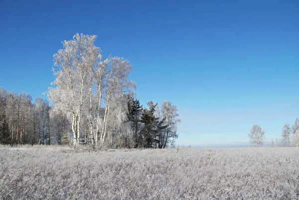 Paisaje invernal con árboles congelados y cielo azul . — Foto de Stock