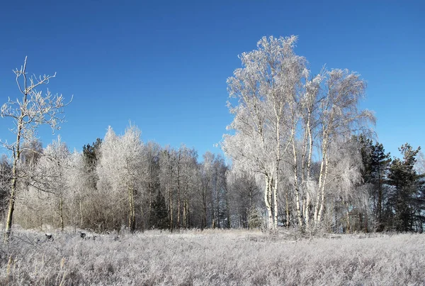 Winterlandschaft mit gefrorenen Bäumen und blauem Himmel. — Stockfoto