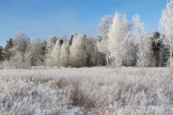 Winterlandschap met bevroren bomen en blauwe hemel. — Stockfoto