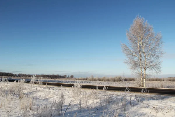 Uma bétula congelada perto da estrada e do céu azul . — Fotografia de Stock