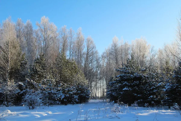 Vackert vinterlandskap. En solig dag skogen på vintern. — Stockfoto