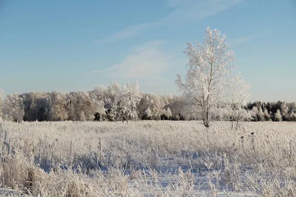 Winterlandschap met bevroren bomen en blauwe hemel. — Stockfoto