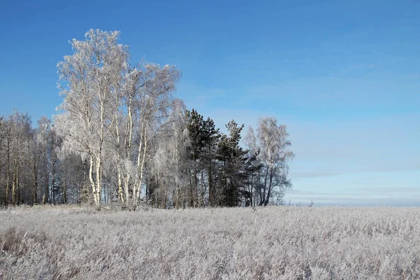 Winterlandschap met bevroren bomen en blauwe hemel. — Stockfoto