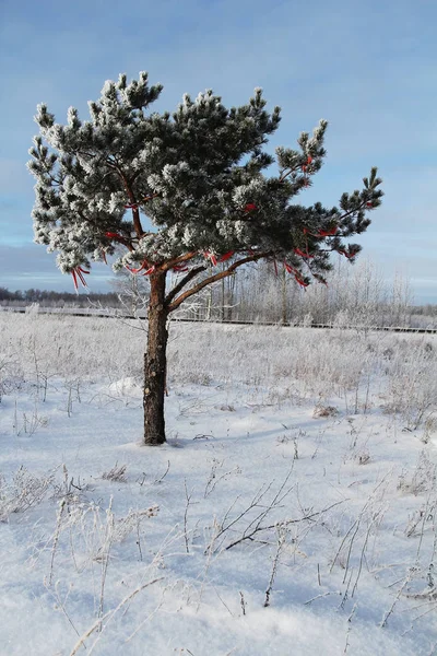 Een bevroren berken boom op winter veld en de blauwe hemel. — Stockfoto