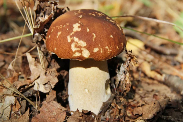 Yaz aylarında temizleyerek bir ormanda beyaz mantar.