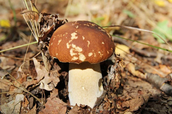 Yaz aylarında temizleyerek bir ormanda beyaz mantar.