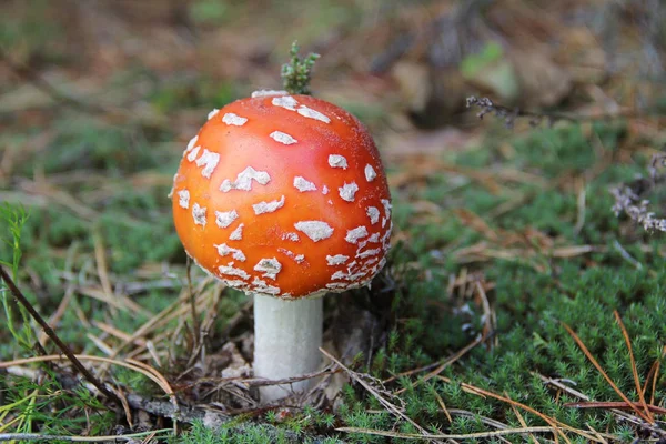 Otların arasında büyüyen kırmızı agaric mantar. — Stok fotoğraf