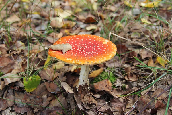 Röd person svampodling i gräset. — Stockfoto