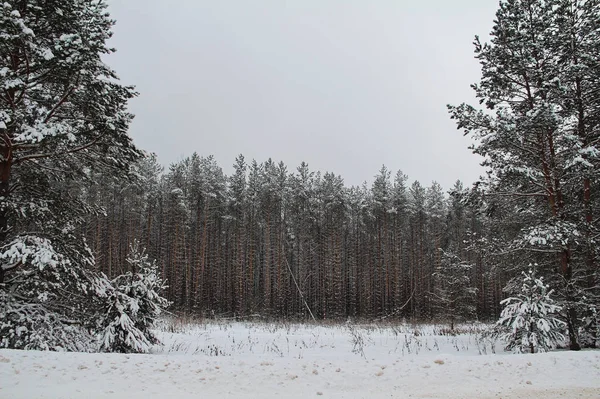 Wunderschöne Winterlandschaft. Winterwald im Schnee. — Stockfoto