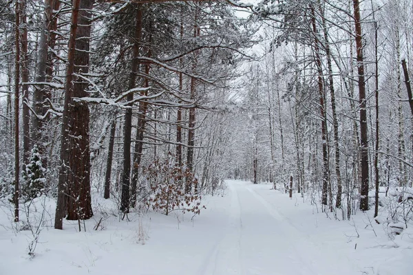Wunderschöne Winterlandschaft. Winterwald im Schnee. — Stockfoto