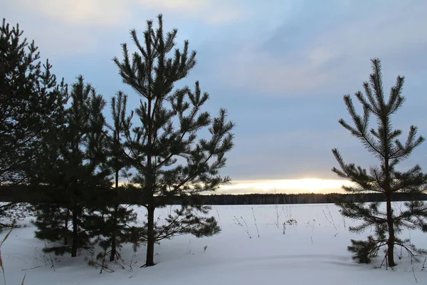 Árvores de abeto no campo em uma noite de inverno . — Fotografia de Stock