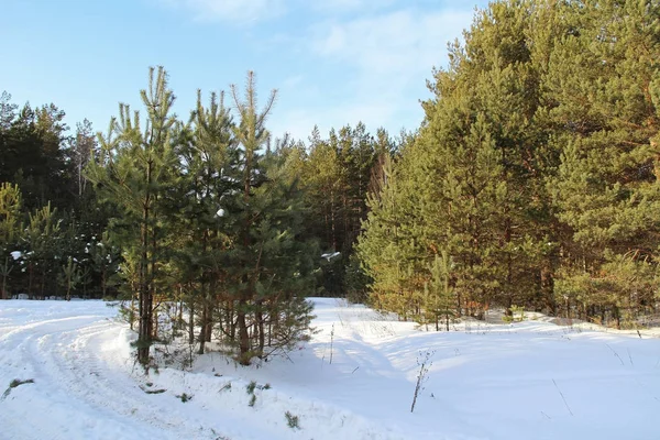 Beau paysage hivernal. Forêt d'hiver par une journée ensoleillée . — Photo