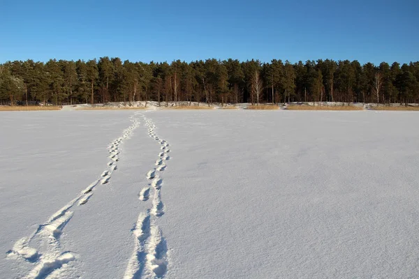 Winterlandschap met een prachtig bevroren bos meer. — Stockfoto