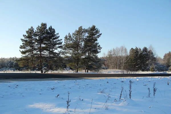 Winterlandschap. Bomen in de buurt van de weg op een zonnige winterdag. — Stockfoto