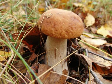 Yaz aylarında temizleyerek bir ormanda beyaz mantar.