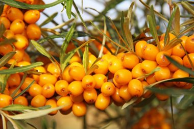 Deniz topalak sarı çilek ile şube.