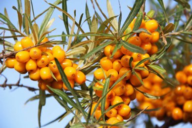 Deniz topalak sarı çilek ile şube.