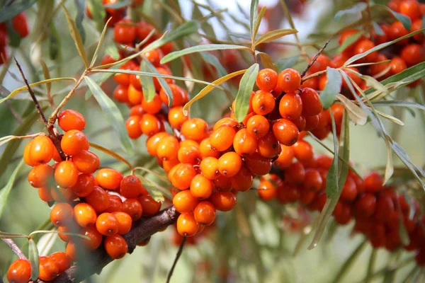 Ramo con bacche arancioni di olivello spinoso . — Foto Stock