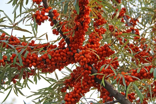 Ramo con bacche arancioni di olivello spinoso . — Foto Stock