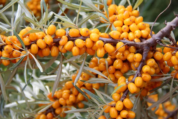 Ramo con bacche gialle di olivello spinoso . — Foto Stock