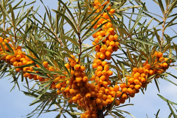 Ramo con bacche gialle di olivello spinoso . — Foto Stock