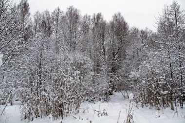 Güzel kış manzarası. Kar kış orman.