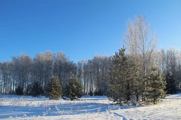 Wunderschöne Winterlandschaft. Winterwald an einem sonnigen Tag. — Stockfoto