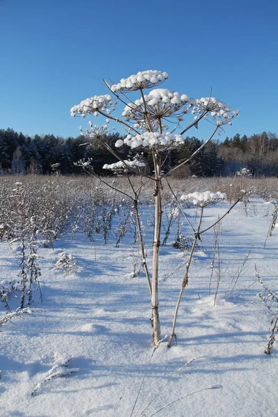 Vinterlandskap med frysta växter och blå himmel. — Stockfoto