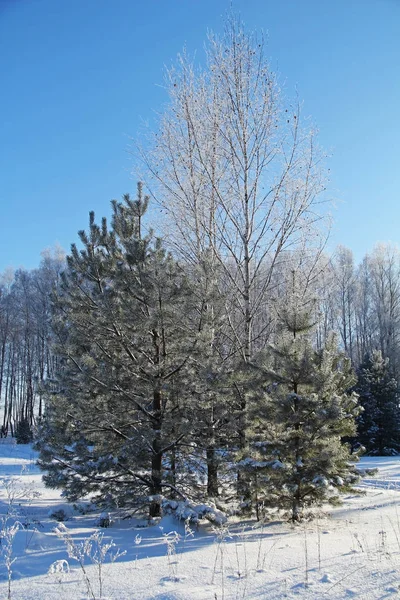 Vackert vinterlandskap. En solig dag skogen på vintern. — Stockfoto