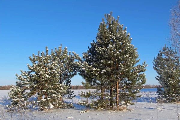 Vackert vinterlandskap. En solig dag skogen på vintern. — Stockfoto