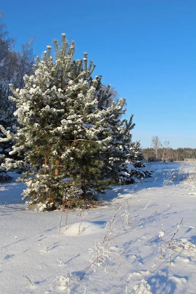 Vackert vinterlandskap. En solig dag skogen på vintern. — Stockfoto