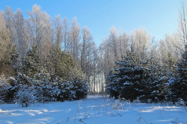 Wunderschöne Winterlandschaft. Winterwald an einem sonnigen Tag. — Stockfoto