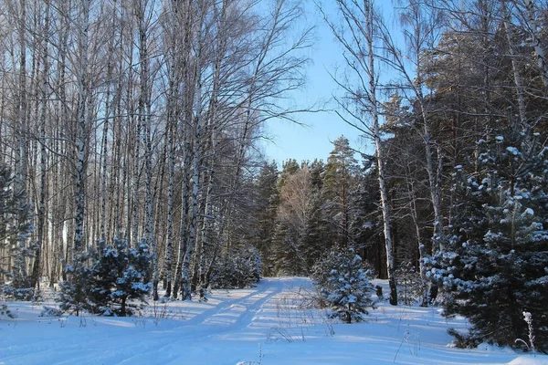 Beautiful winter landscape. Winter forest on a sunny day. — Stock Photo, Image