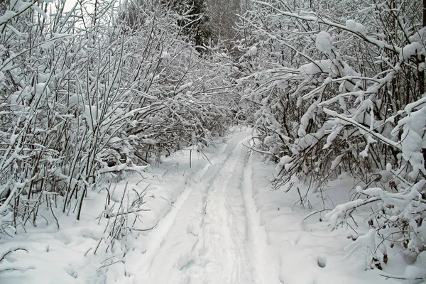 Прекрасний зимовий пейзаж. Зимовий ліс у снігу . — стокове фото