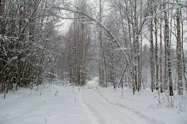 Wunderschöne Winterlandschaft. Winterwald im Schnee. — Stockfoto