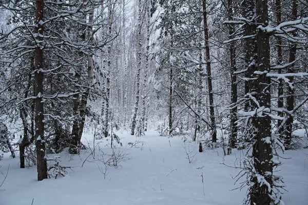 Wunderschöne Winterlandschaft. Winterwald im Schnee. — Stockfoto