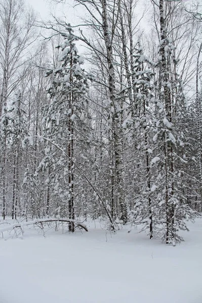 Vackert vinterlandskap. Winter forest i snön. — Stockfoto
