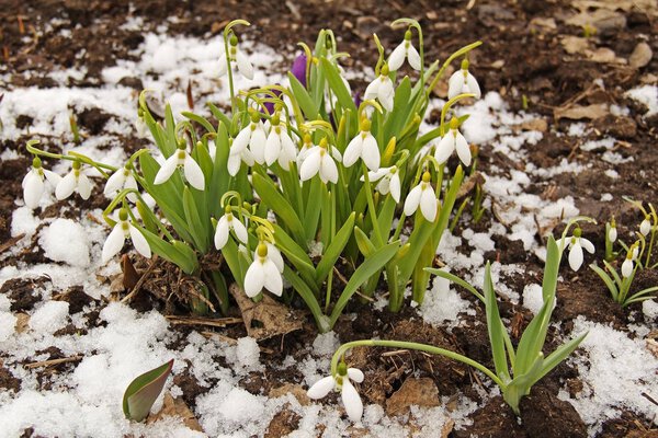 Весенние подснежники со снегом, Galanthus nivalis
.