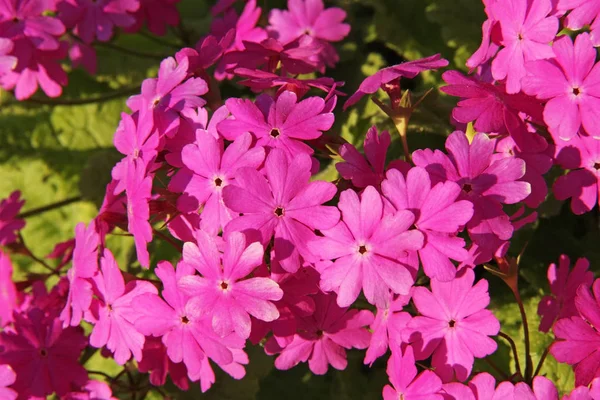 Όμορφη άνοιξη ροζ λουλούδια Primula sieboldii. — Φωτογραφία Αρχείου