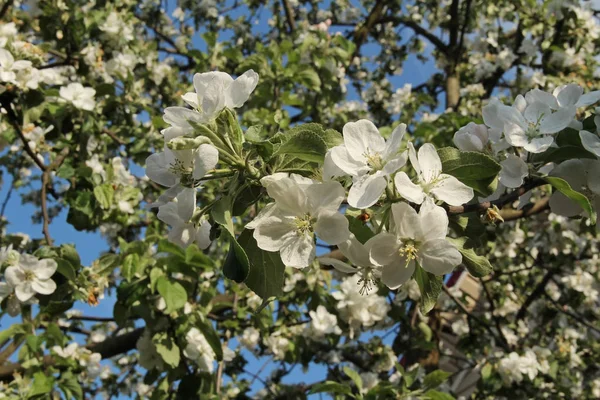 Λευκά πέταλα της apple σε μια ανοιξιάτικη μέρα. — Φωτογραφία Αρχείου